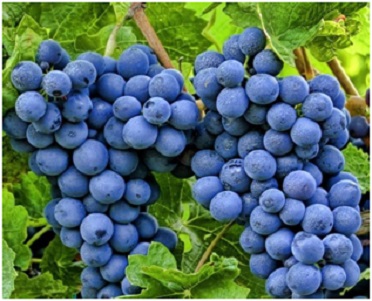 vinograd 11-2019