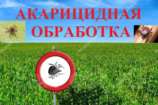 Дезинсекция от клещей